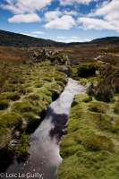 Cradle Mountain creek with moss and pandani